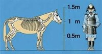 前田慶次郎の松風はどのくらいの大きさですか？戦国時代の馬の体格はこんなものだったのでしょうか？ 