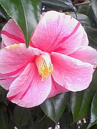 この花なんの花ですか 椿 ボタン 椿です 牡丹と椿はでは葉が違います Yahoo 知恵袋