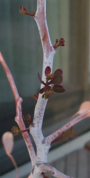 鉢植えの全長５０ ほどのユーカリが冬の間枯れたようになっていましたが 最近 Yahoo 知恵袋