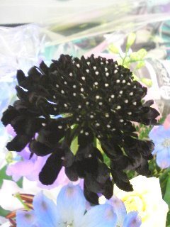 この花は何という名前でしょうか 黒い花びらで よく見ると小さい花が集まって Yahoo 知恵袋