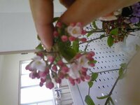 以前住んでた家の近所に咲いてた 良い香りのする花を探しています かなり強い Yahoo 知恵袋