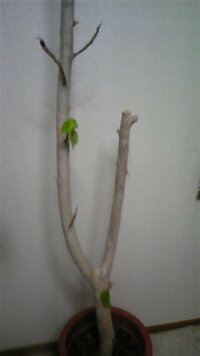 フィカス アルテシマを部屋に飾っていて時々形を整えるために葉のついた細い枝 Yahoo 知恵袋