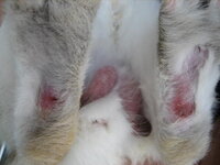 ウサギの症状 状態についての質問です 現在飼っているウサギの足か Yahoo 知恵袋