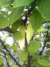 ユスラウメに青い実がたくさんつきました その中に サヤエンドウのような実 Yahoo 知恵袋