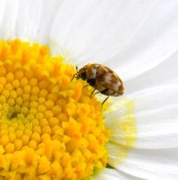 マーガレットの花粉についていた 小さな虫の名前をおしえてください マー Yahoo 知恵袋