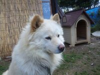 サモエドの子犬の里親になりたいのですが どこもいいとこありません住んでいる Yahoo 知恵袋