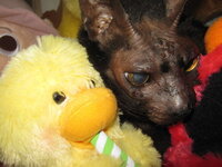 リンカーンの名言 人民の 人民による 人民のための政治 の英語訳を教えて Yahoo 知恵袋