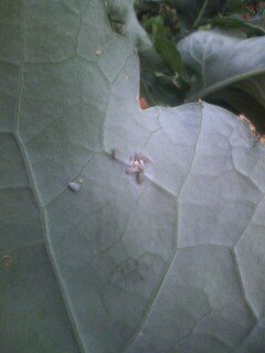スティックブロッコリーの葉っぱに白い虫がついていたのですがなんで Yahoo 知恵袋