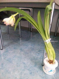 アマリリスを植えたんですけど葉っぱばかり伸びてきて花が咲かないんですけどどうや Yahoo 知恵袋