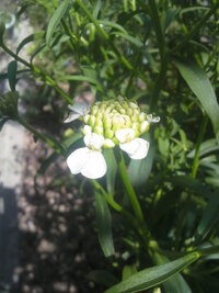 この花の名前を教えて下さい イベリスキャンディタフト違うかな Yahoo 知恵袋