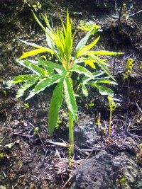 写真有 これって大麻草ですか 雑草と一緒にぽつりと生えていました Yahoo 知恵袋