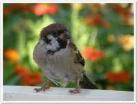 雀への餌やりはしてもいいのですか 最近 向かいの家の人が道路にお Yahoo 知恵袋