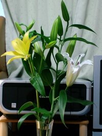 花を買って植木鉢に植え替えたら翌日に葉も花もしおれてしまいました Yahoo 知恵袋