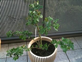 鉢植えのピエールドロンサールについて いまベランダでピエールドロンサー Yahoo 知恵袋