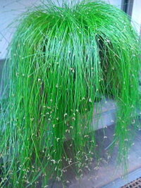 草が髪の毛みたいに生える顔のある観葉植物の名前教えてくださいs ﾟ Yahoo 知恵袋