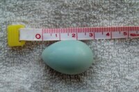鳥の卵 を拾いました 薄い水色をした小さな卵を拾いました Yahoo 知恵袋