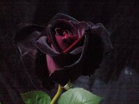 画像の薔薇 赤黒 の品種について教えて下さい タグには手 Yahoo 知恵袋