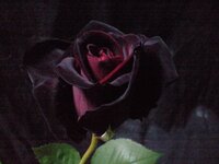 黒赤色の薔薇の花言葉を詳しく教えてください お願いします 決して滅びるこ Yahoo 知恵袋