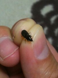 ２ ３日前から庭に黒い小さな虫が大量発生します この虫は何でしょ Yahoo 知恵袋