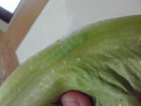 はっぱの表面のぷちぷち サニーレタスの葉の表面に何かが付いていた とい Yahoo 知恵袋