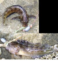 この魚の名前を教えてください 神奈川県 江の島の釜の口のテトラ付近で穴釣り Yahoo 知恵袋