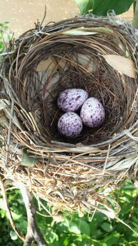 何ていう鳥の卵でしょうか 庭木の剪定をしていたら 梅の木に鳥の巣 Yahoo 知恵袋