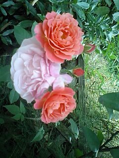 家の庭に植えたバラの株から、一本の枝から突然二色の花が咲き出しま