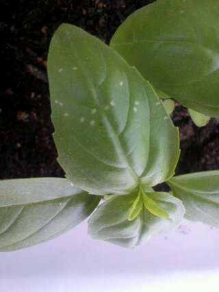 バジルをプランターで育てているのですが葉にポツポツ白い斑点があります これ Yahoo 知恵袋