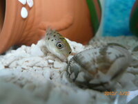 ミドリフグの睡眠時間について ミドリフグ飼育１ヶ月目の初心 Yahoo 知恵袋