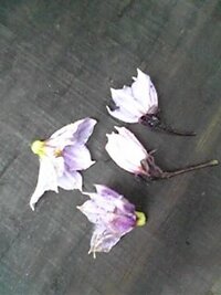 ナスの花が咲いて花が落ちた後に実がありません ヘタは落ちないのですが Yahoo 知恵袋