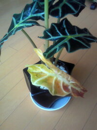観葉植物のアロカシアの葉が黄色に変色した場合について 観葉植 Yahoo 知恵袋
