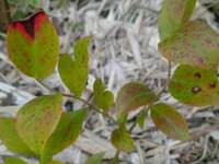 ブルーベリーについて 葉に赤い斑点が 病気 生理障害 自宅 Yahoo 知恵袋