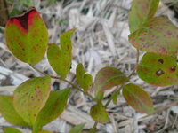 庭に植えてあるブルーベリーが昨年と違い葉の色が黄色っぽくなん Yahoo 知恵袋