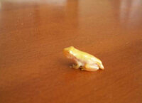 白いおたまじゃくしが もうすぐカエルになりそうです 田んぼで見つけた白いお Yahoo 知恵袋