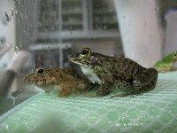 ダルマガエルが餌を食べてくれません おとといから飼育しているアマ Yahoo 知恵袋