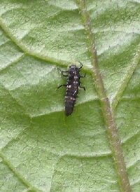 庭に植えたカボチャに3日くらい前 初めて花が咲きました 雌花です 今朝 Yahoo 知恵袋