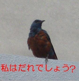 近くで見かけた鳥ですが名前をしりたいのですが 大きさ鳩くらい胸赤茶色背 Yahoo 知恵袋