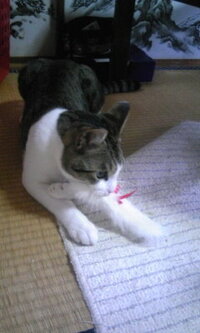 おもちゃに噛み付いて唸る子猫三ヶ月のメスの雑種猫を引き取ったの Yahoo 知恵袋