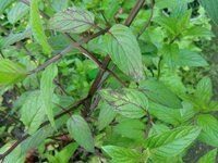 ミントの病気について教えてください 最近雨が多く鉢植えのペパーミント Yahoo 知恵袋