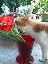 ネコも花の香りが好きなんでしょうか 友人宅の猫ちゃん チンチラシルバ Yahoo 知恵袋
