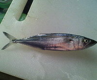 ママカリにまぎれてこんな魚が釣れました。 体長は6～7センチで鱗はまったくなくしゅっとしています。
これは何かの稚魚ですか？