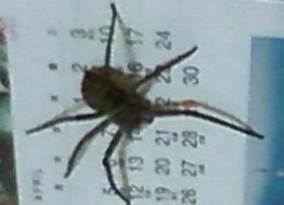 6本足のクモ 半年前くらいから我が家でよく見かけるクモですが Yahoo 知恵袋