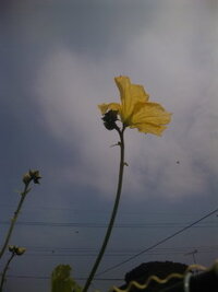 ヘチマについて我が家で初めてヘチマを植えたのですが 花は咲くものの 身がな Yahoo 知恵袋