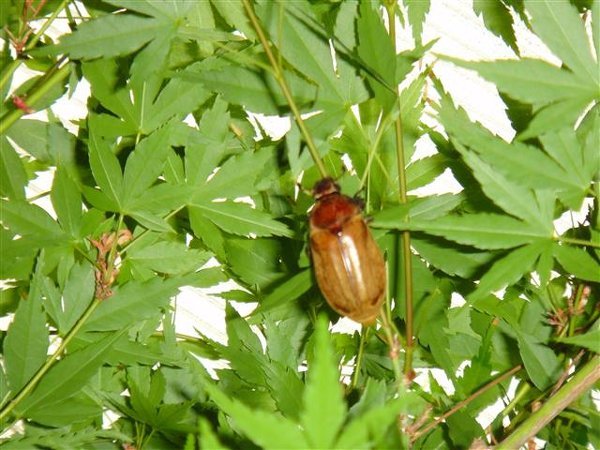 紅葉はカナブンの被害にあいますか 紅葉の病害虫についての質 Yahoo 知恵袋