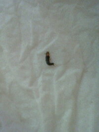 赤茶色で５ くらいの細長い虫は何という虫でしょうか 毎年 夏頃に絨毯の間から Yahoo 知恵袋