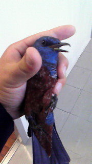 この鳥はなんですか これはイソヒヨドリの雄です 顕著な青 Yahoo 知恵袋