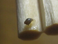 メダカの水槽に巻貝みたいな虫 が10匹ほどいます 昨日水換えし Yahoo 知恵袋