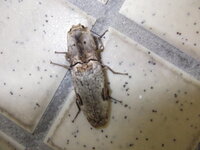 職場のトイレに居た虫です 初めて見る虫です 他の人も 見たことな Yahoo 知恵袋