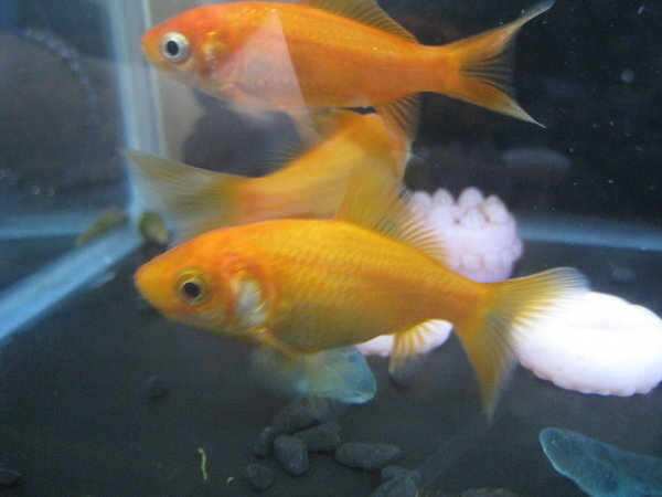 金魚の追星について 今朝飼っている金魚をよくみるとエラの所に白い点々が Yahoo 知恵袋