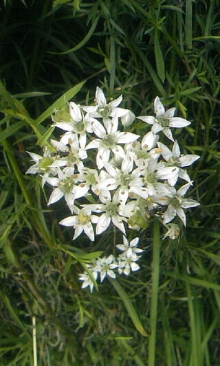 ニラの花ユリ科多年草ネギ属だと回答を受けましたが 食用のニラを放っておくと Yahoo 知恵袋